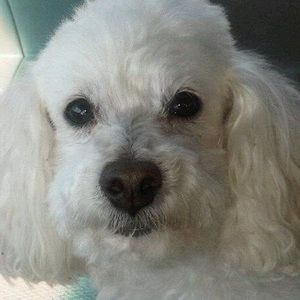 Meet your Posher, Jeanette